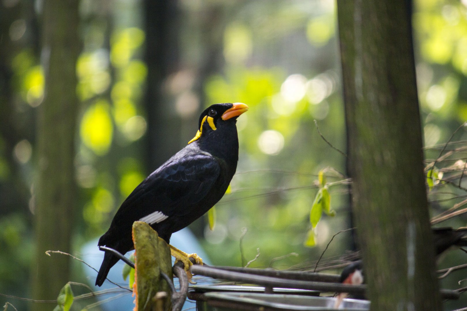 Common hill myna, Gracula religiosa and Asian pied starling, Gracupica contra