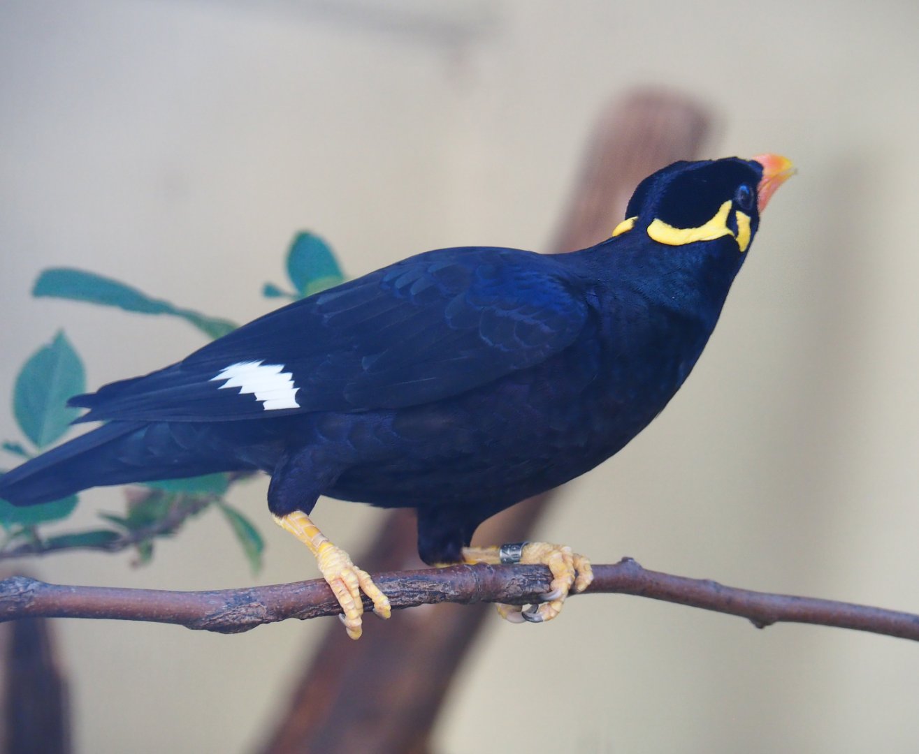 Common hill myna (Gracula religiosa intermedia), 2020-06-28