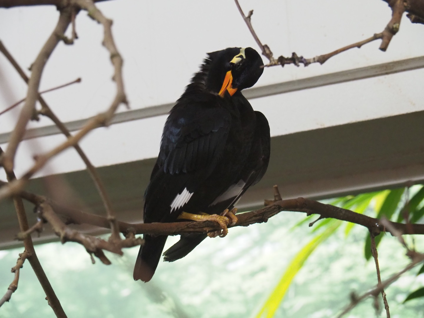 Common hill myna (Gracula religiosa intermedia)