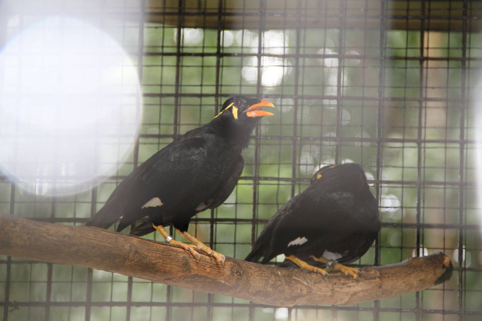 Common Hill Myna (Gracula religiosa)