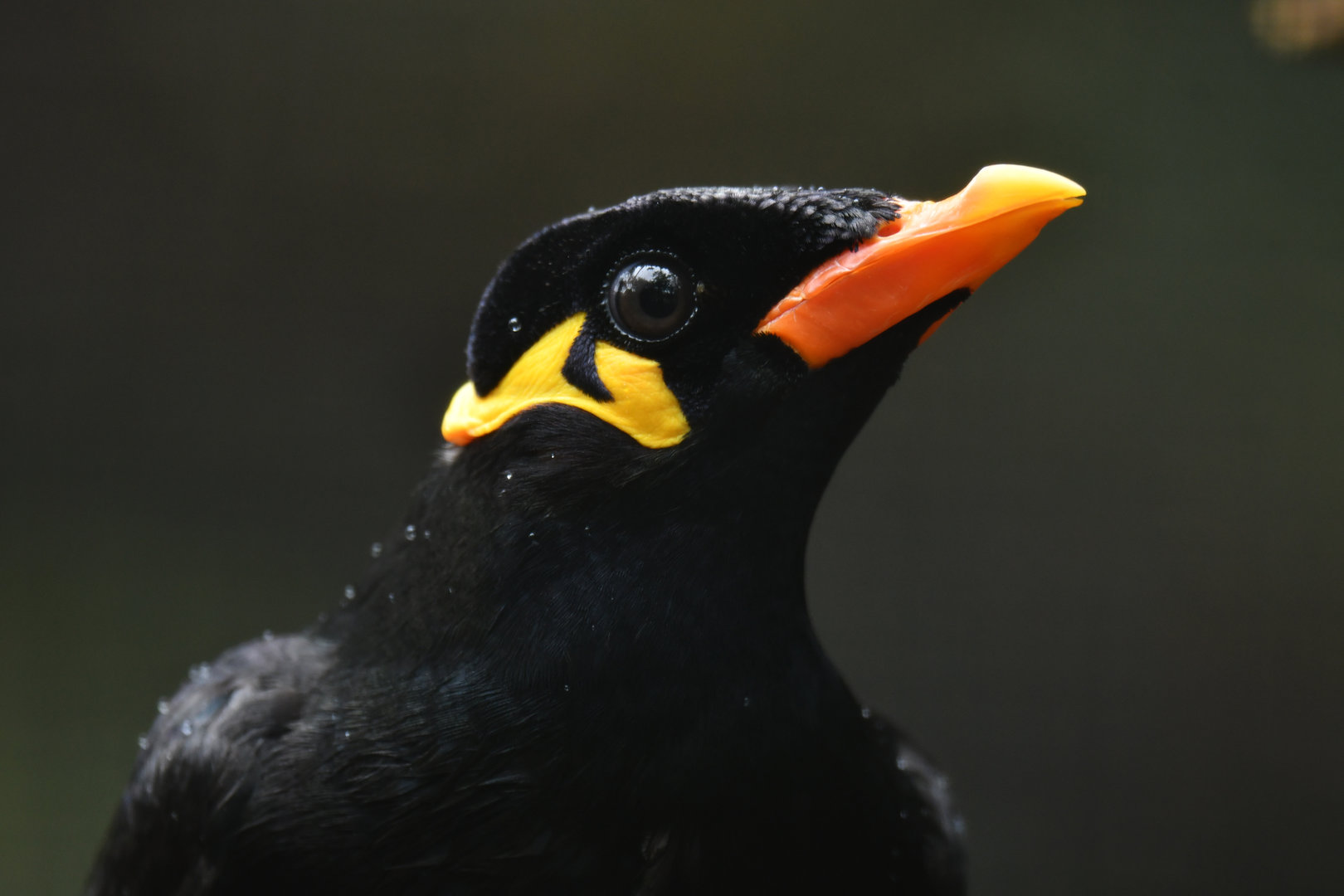 Common Hill Myna Gracula religiosa