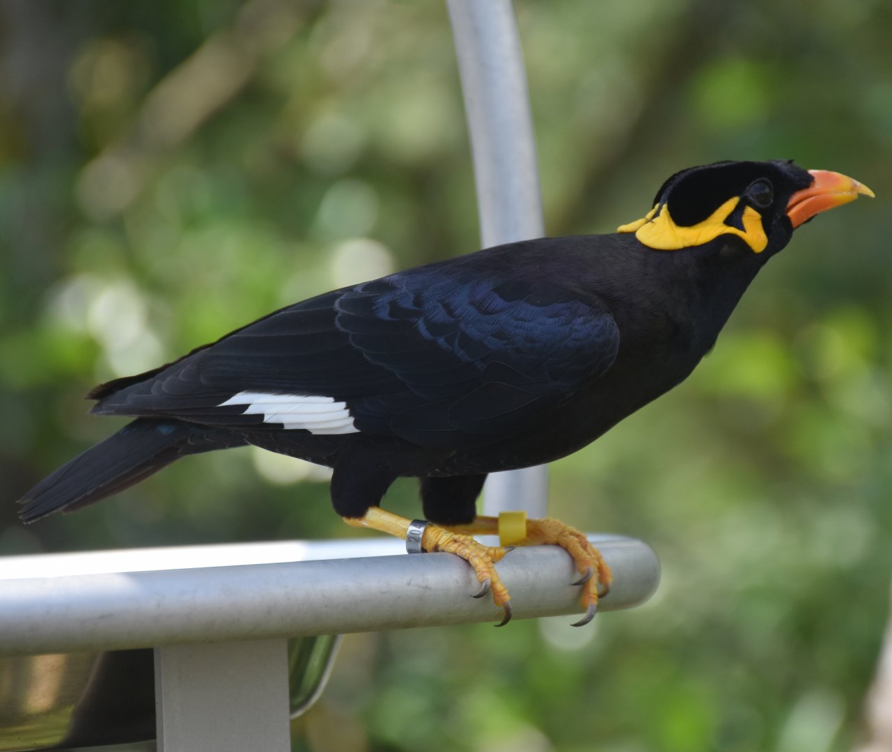 Common Hill Myna (Gracula religiosa)