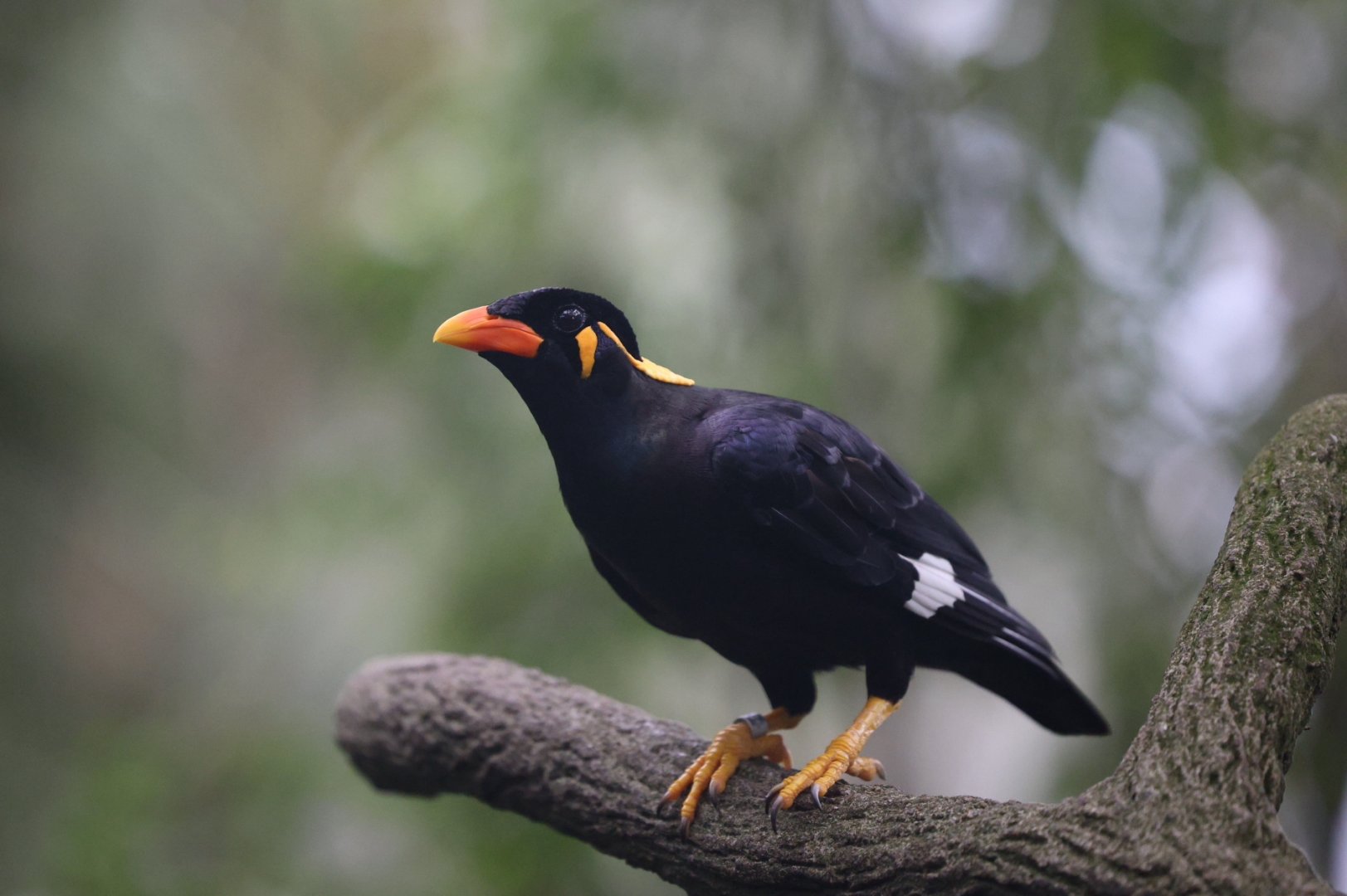 Common Hill Myna (Gracula religiosa)
