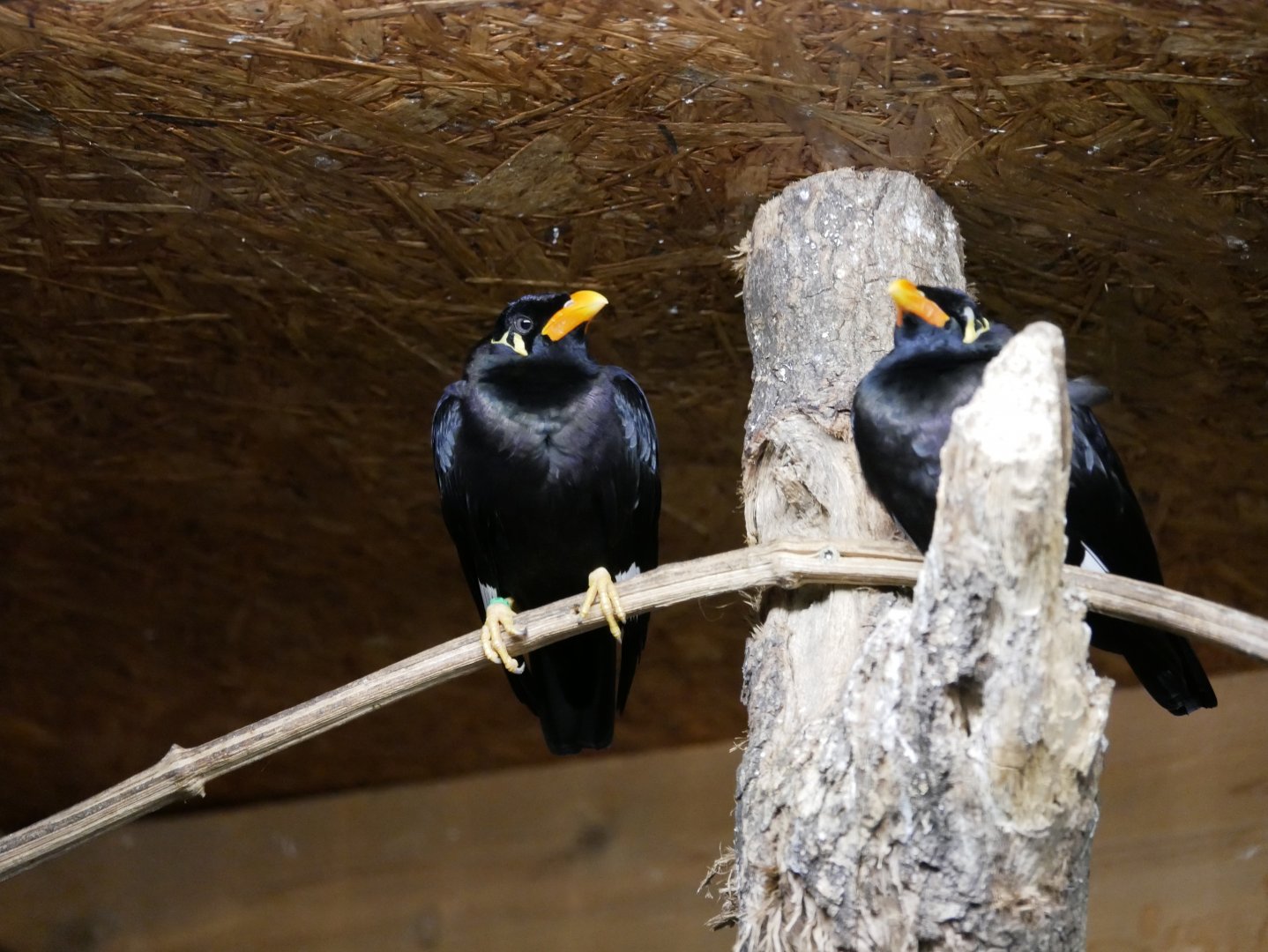 Common hill myna (Gracula religiosa)