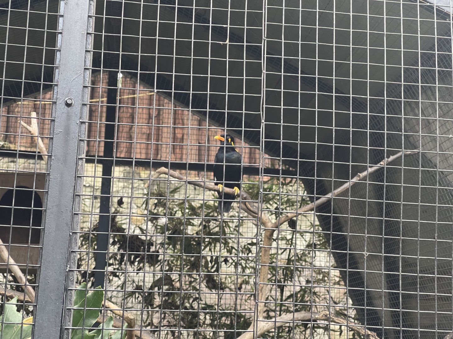 common hill myna (gracula religiosa)