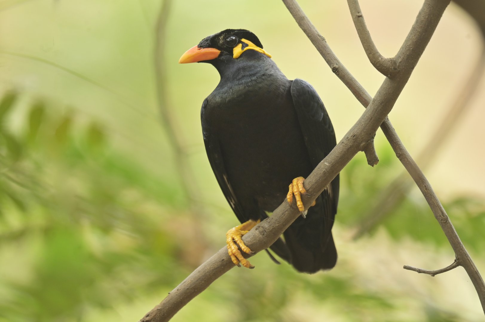 Common Hill Myna Gracula religiosa