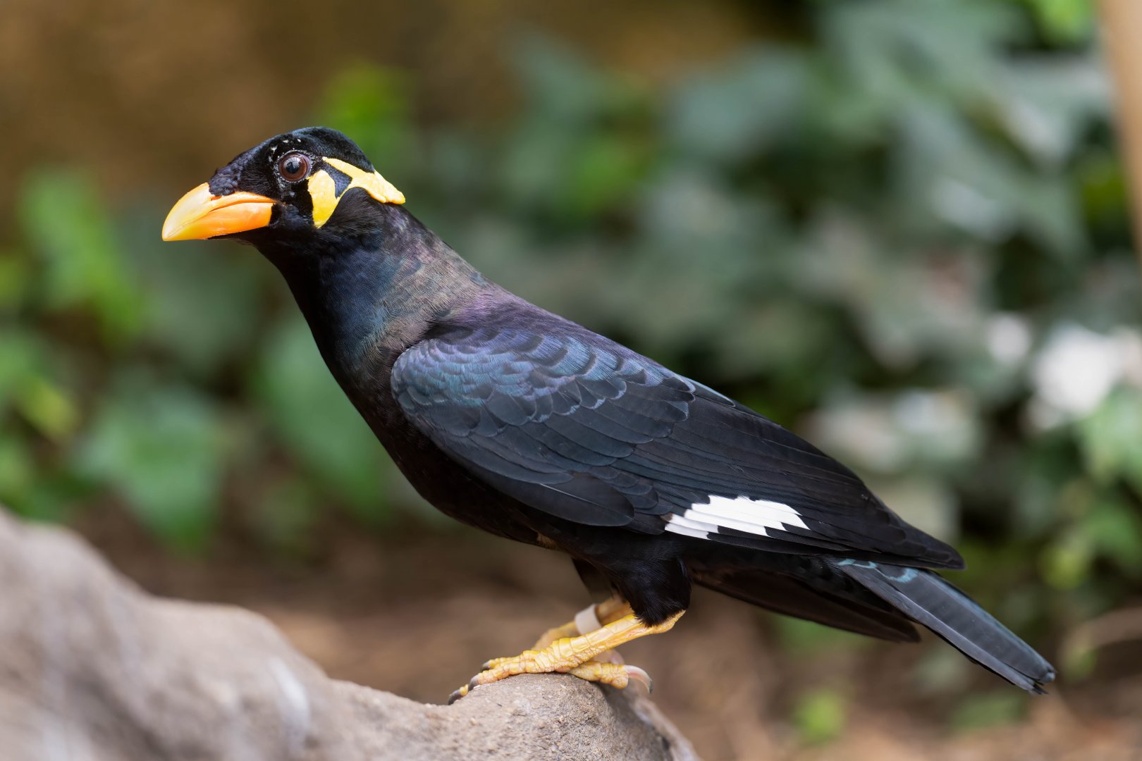 Common Hill Myna, Thrigby, UK