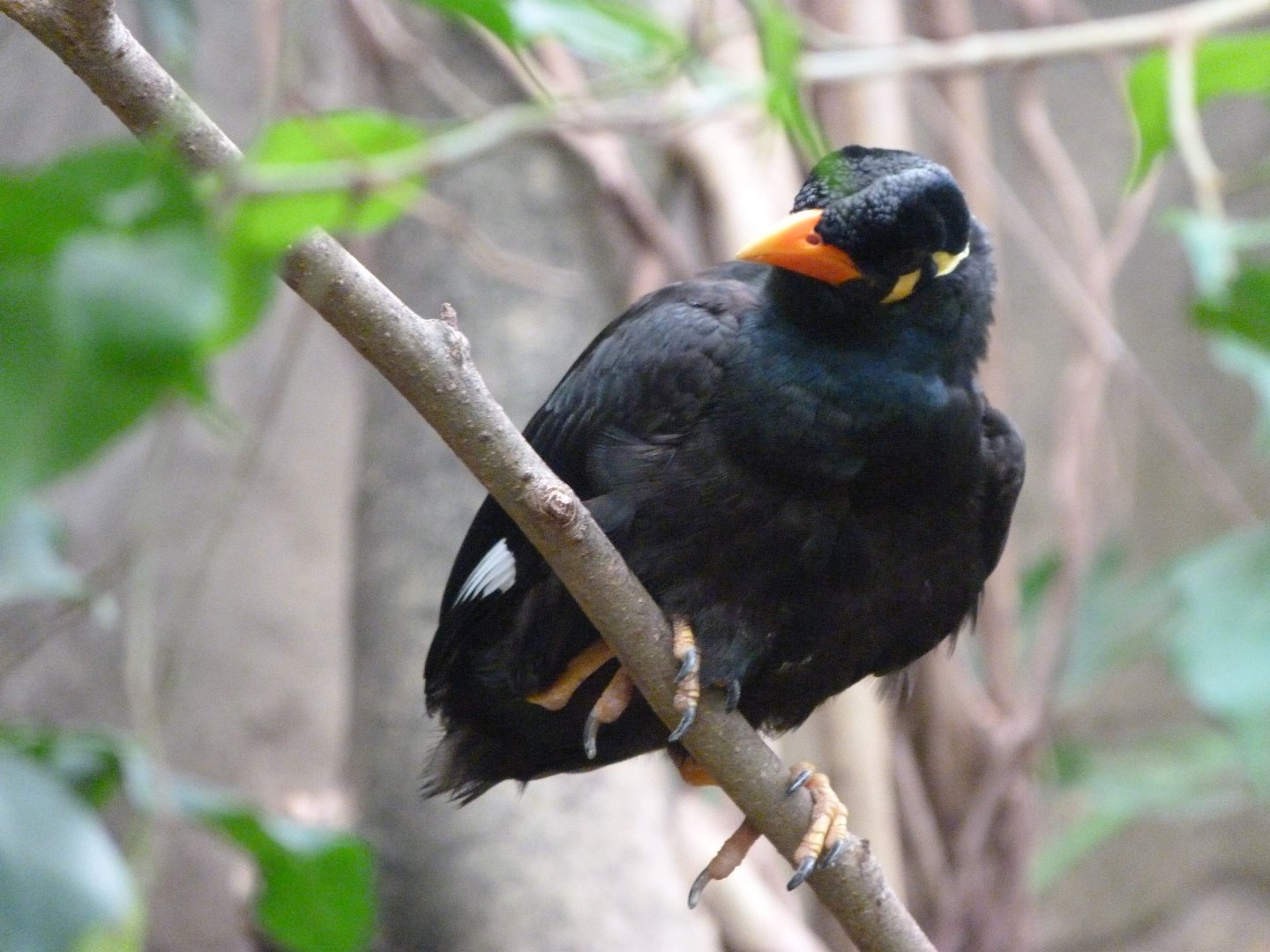 Common hill myna -ZooParc de Beauval (2025)