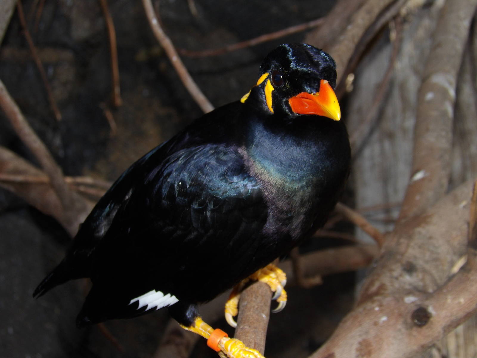 Common hill myna