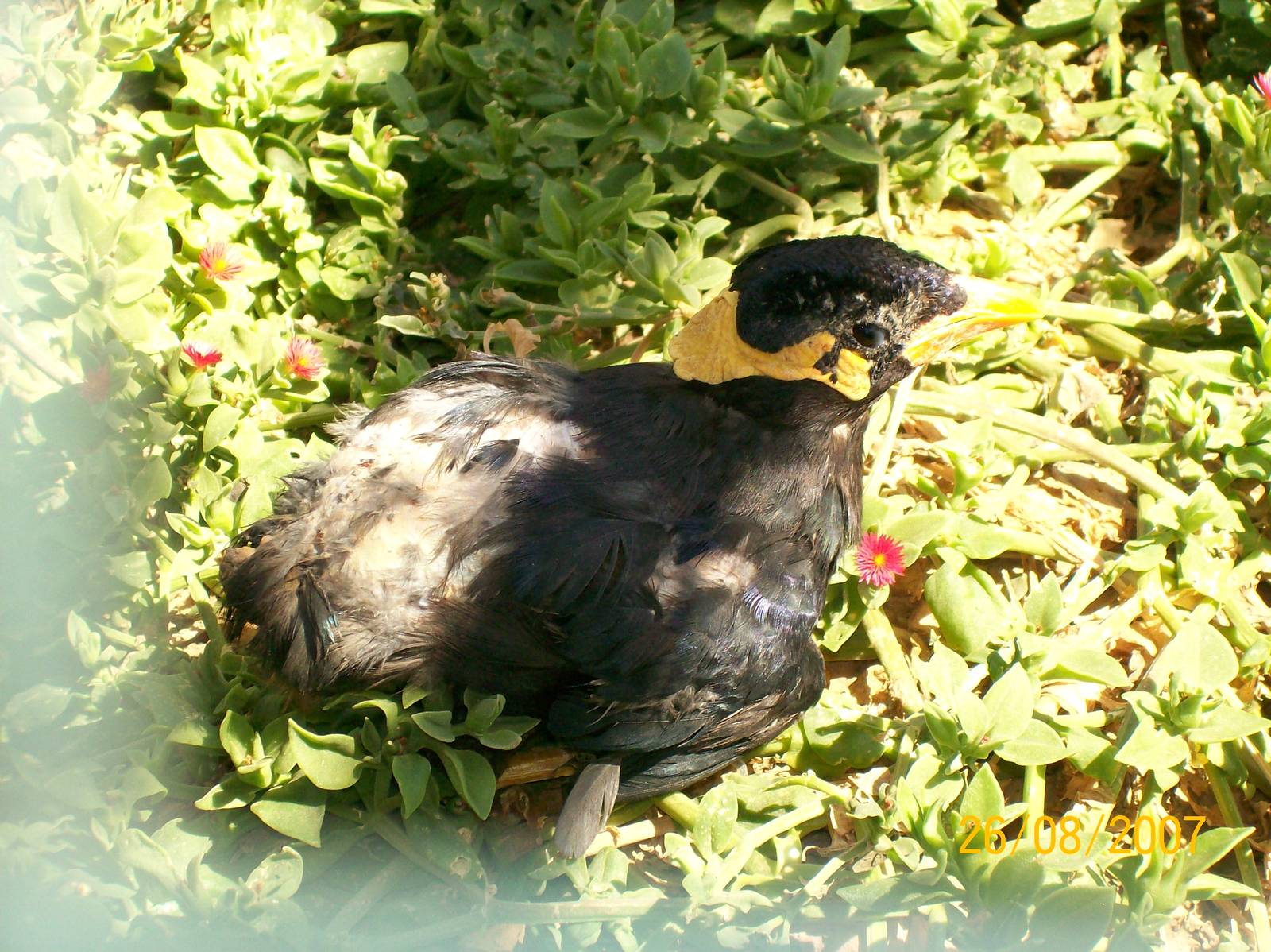 Common hill myna