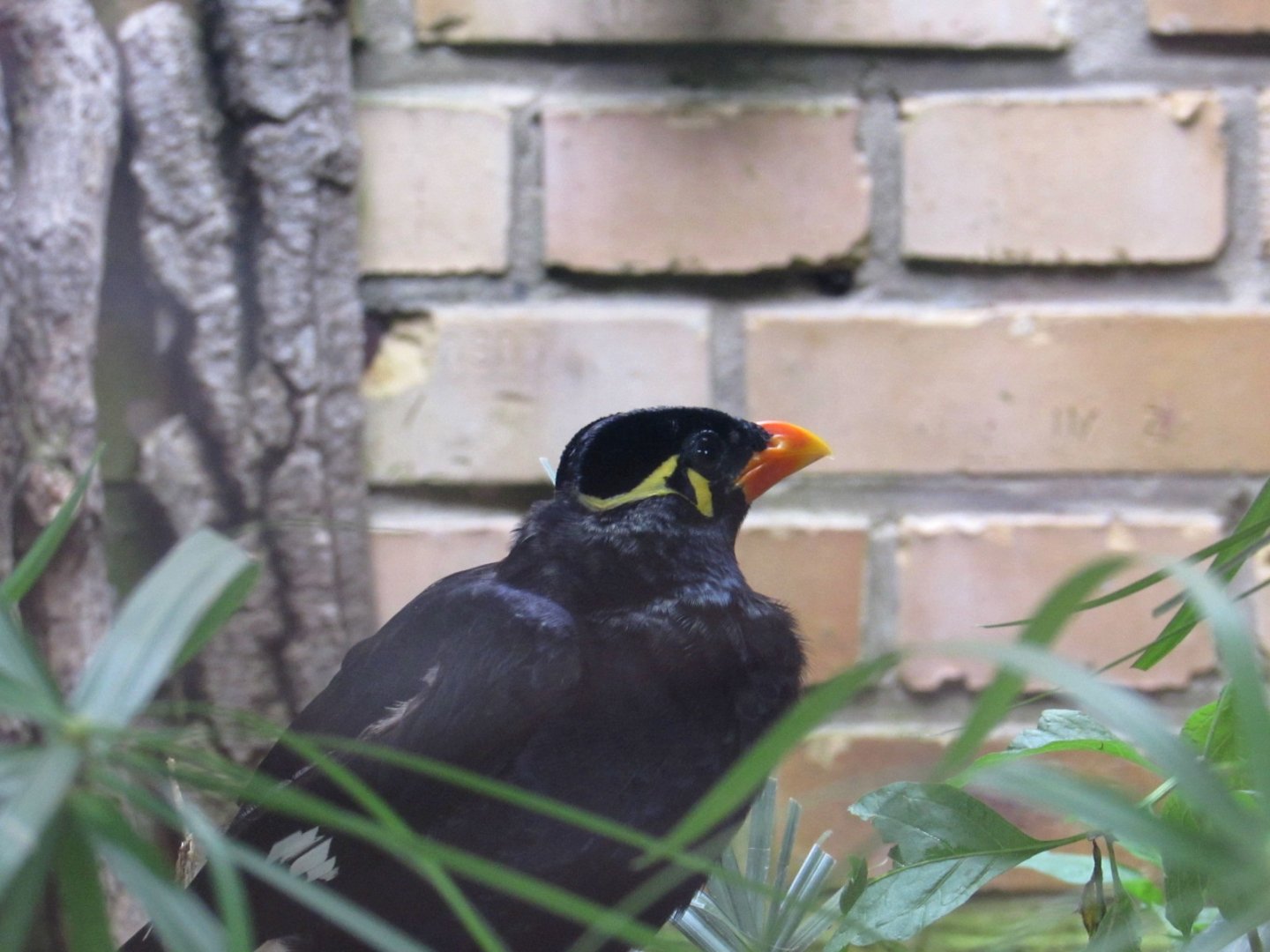 Common Hill Myna