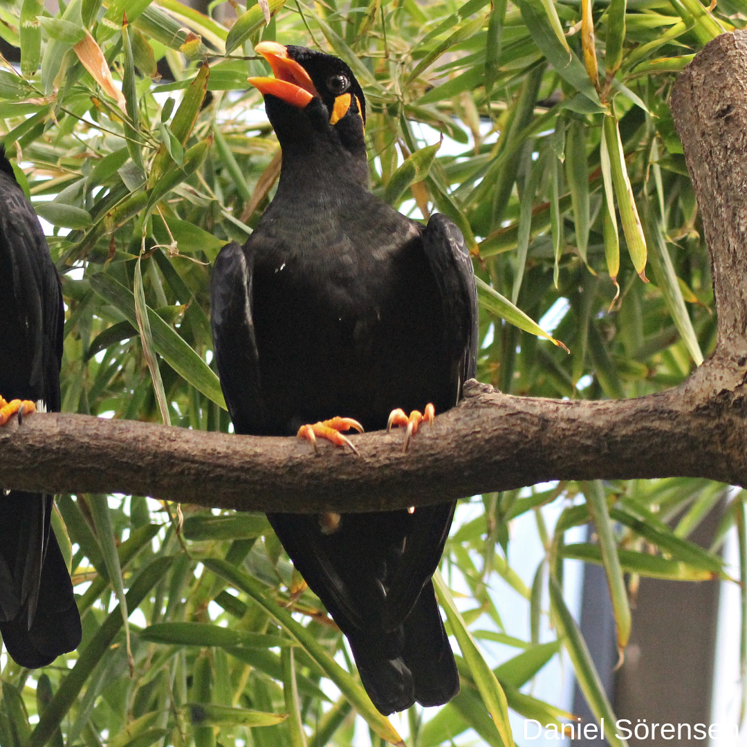 Common hill myna