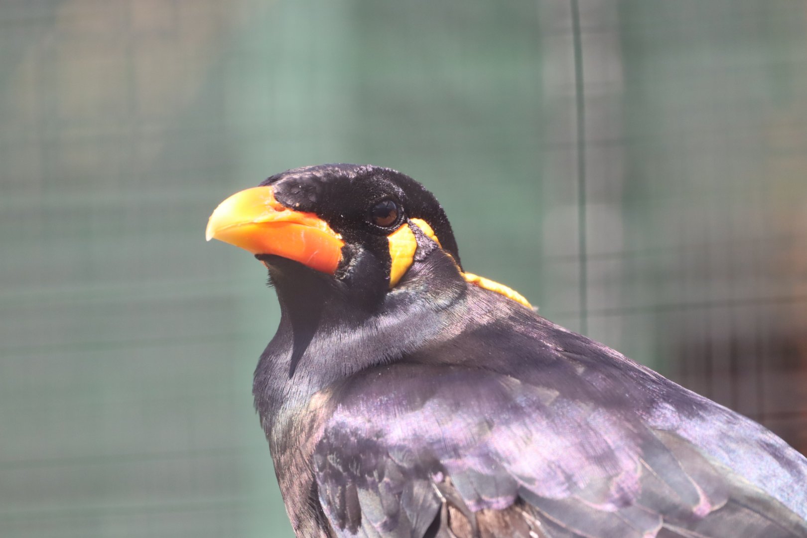 Common Hill Myna