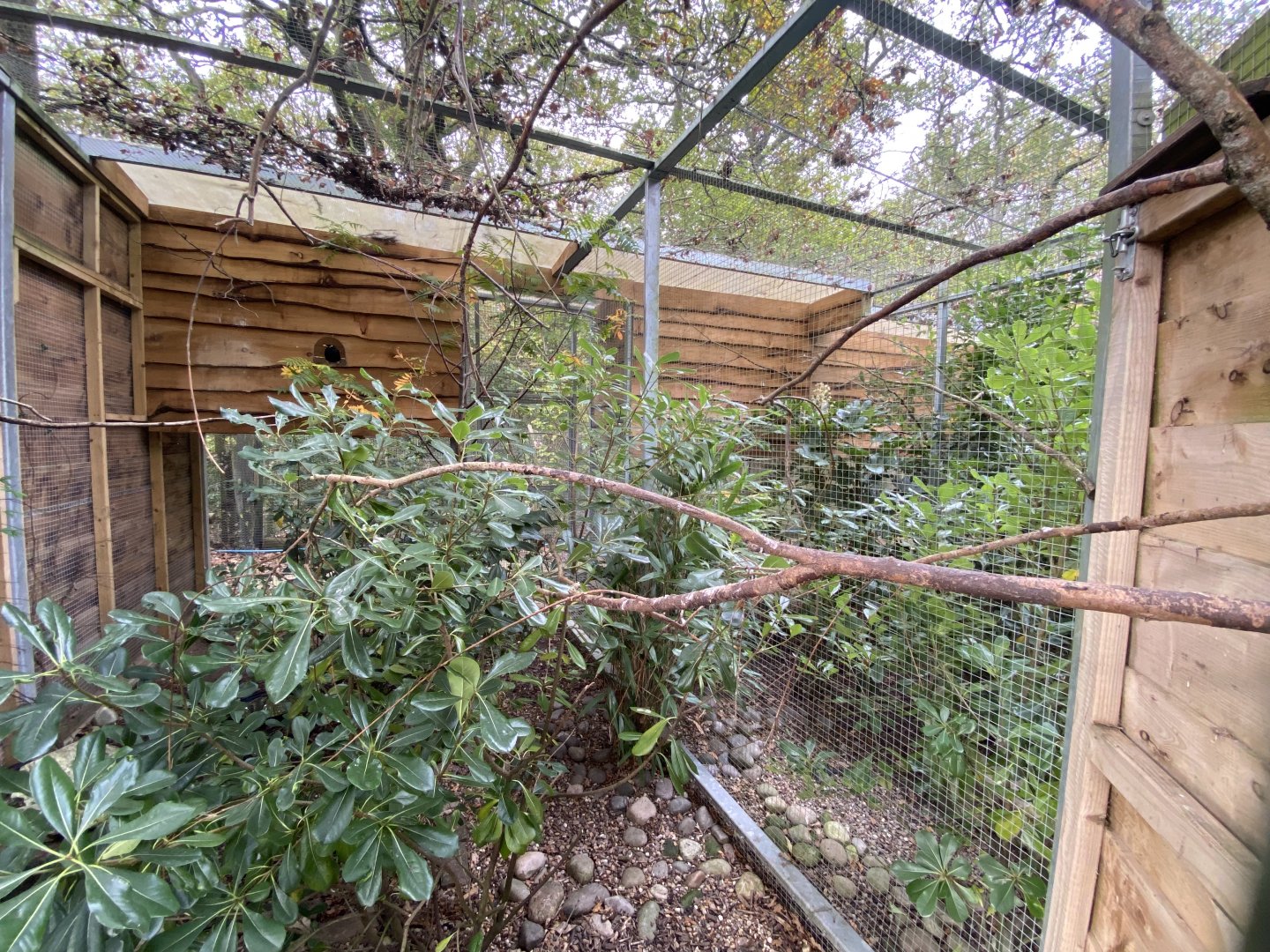 Common hill mynah aviary 061121