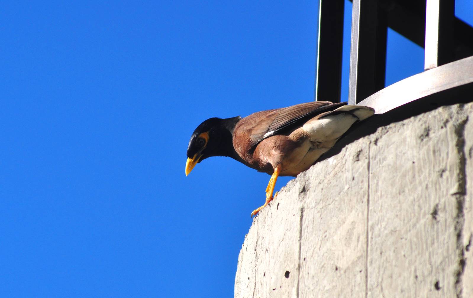 Common Hill Mynah - Hawaii