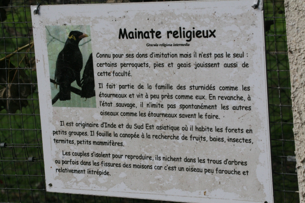 Common Hill Mynah Signage