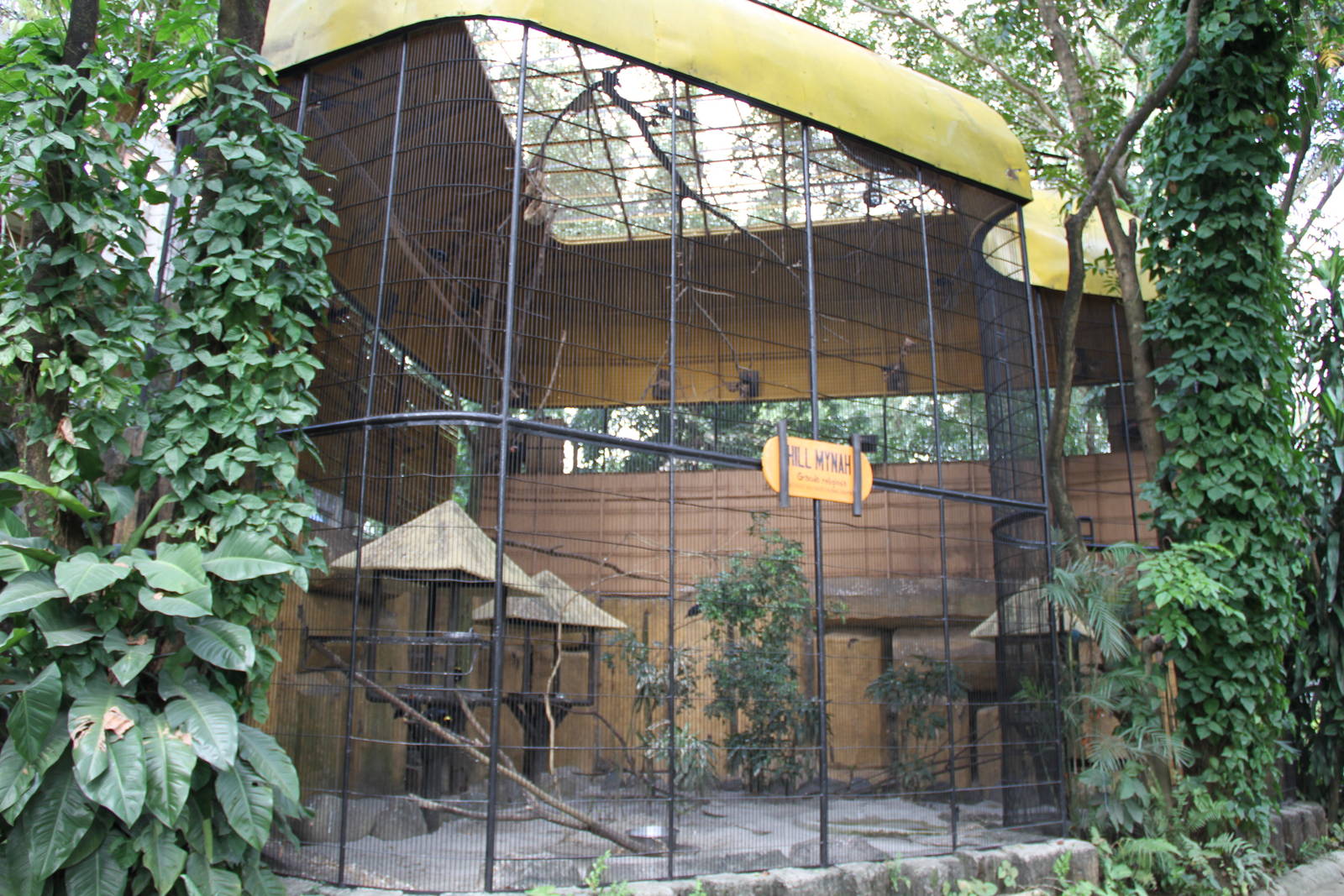 Common Hill Myna's (Gracula religiosa) aviary