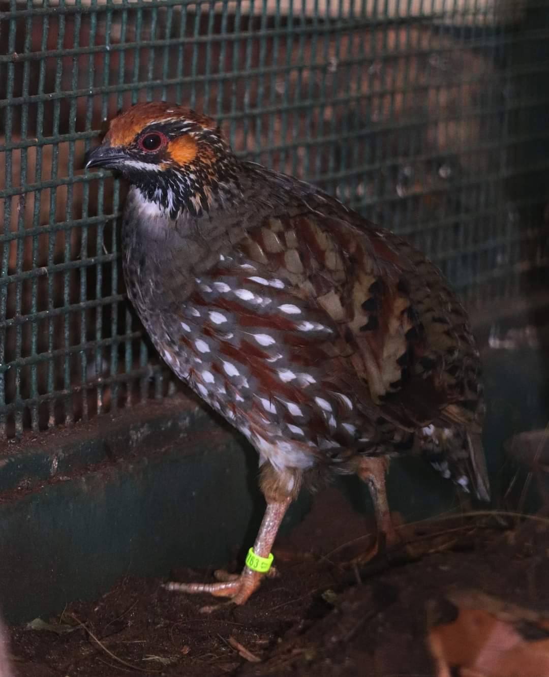 Common hill partridge (Arborophila torqueola)