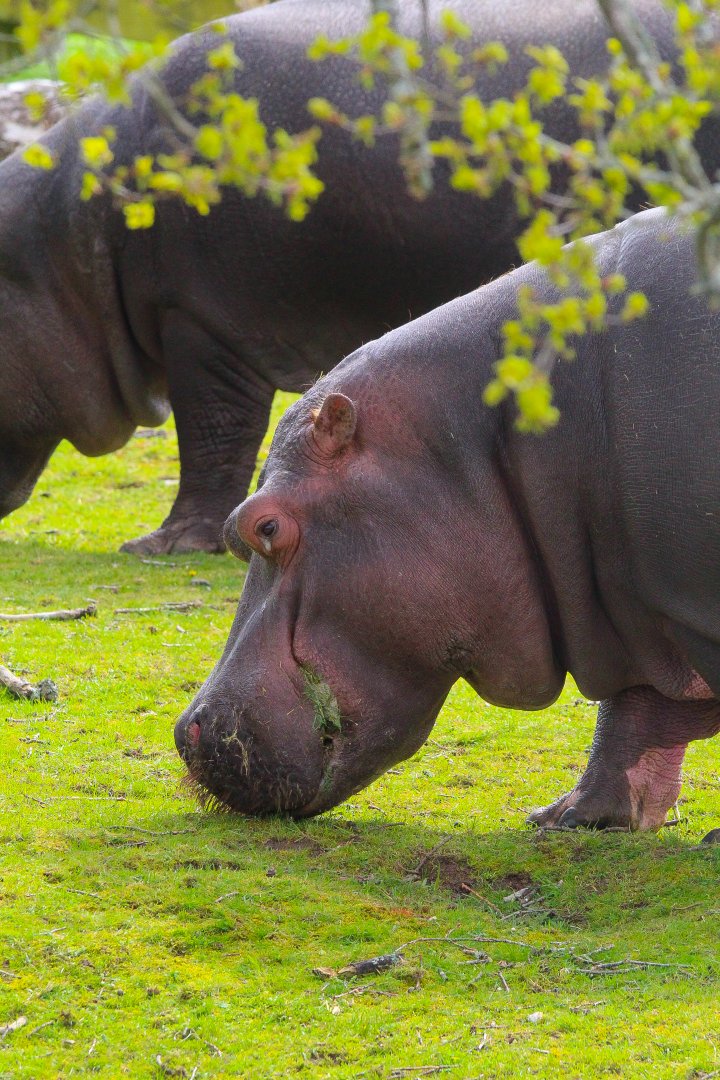 Common Hippo- 12th April 2024