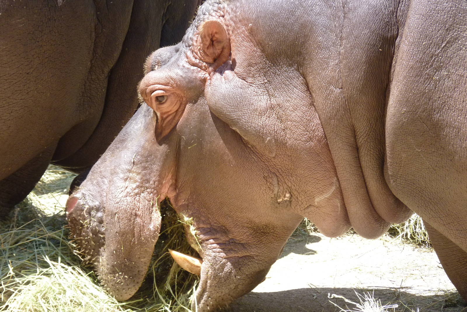 Common Hippo, 17 June 2015