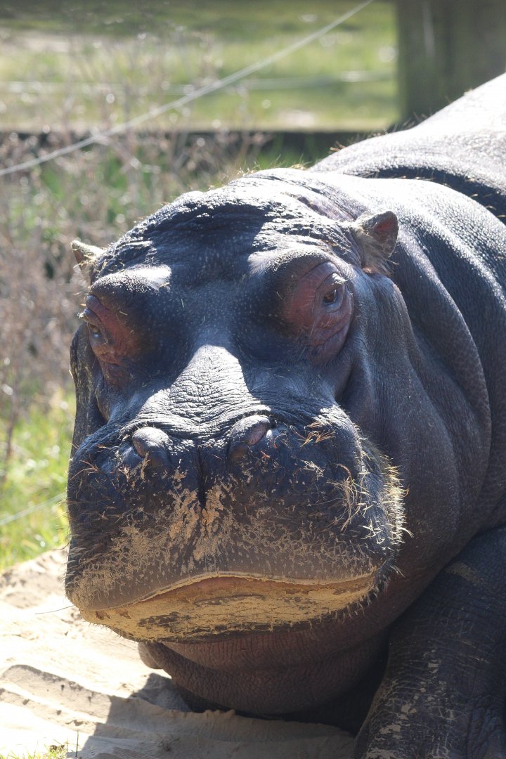 Common Hippo- 20th March 2025