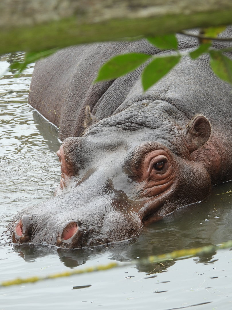 Common Hippo- 2nd October 2023