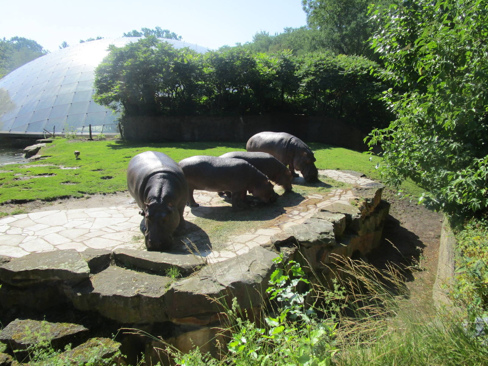 Common Hippo - 3/7/15