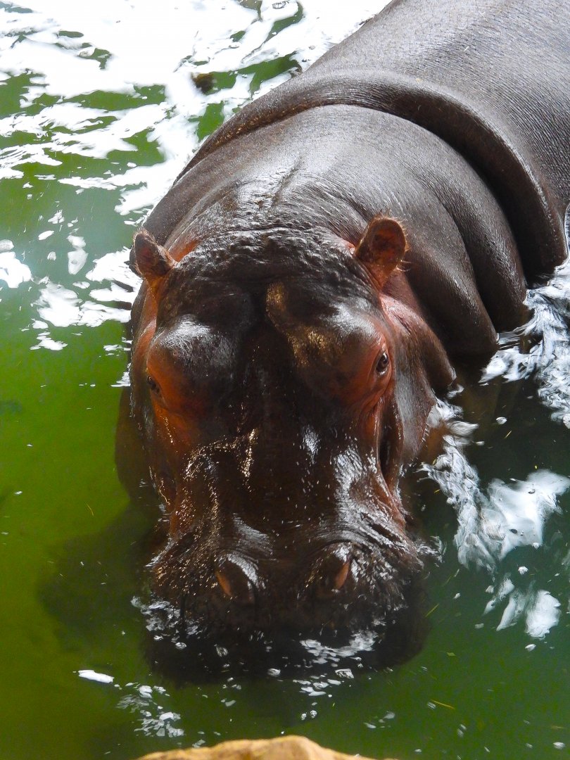 Common Hippo- 8th January 2024