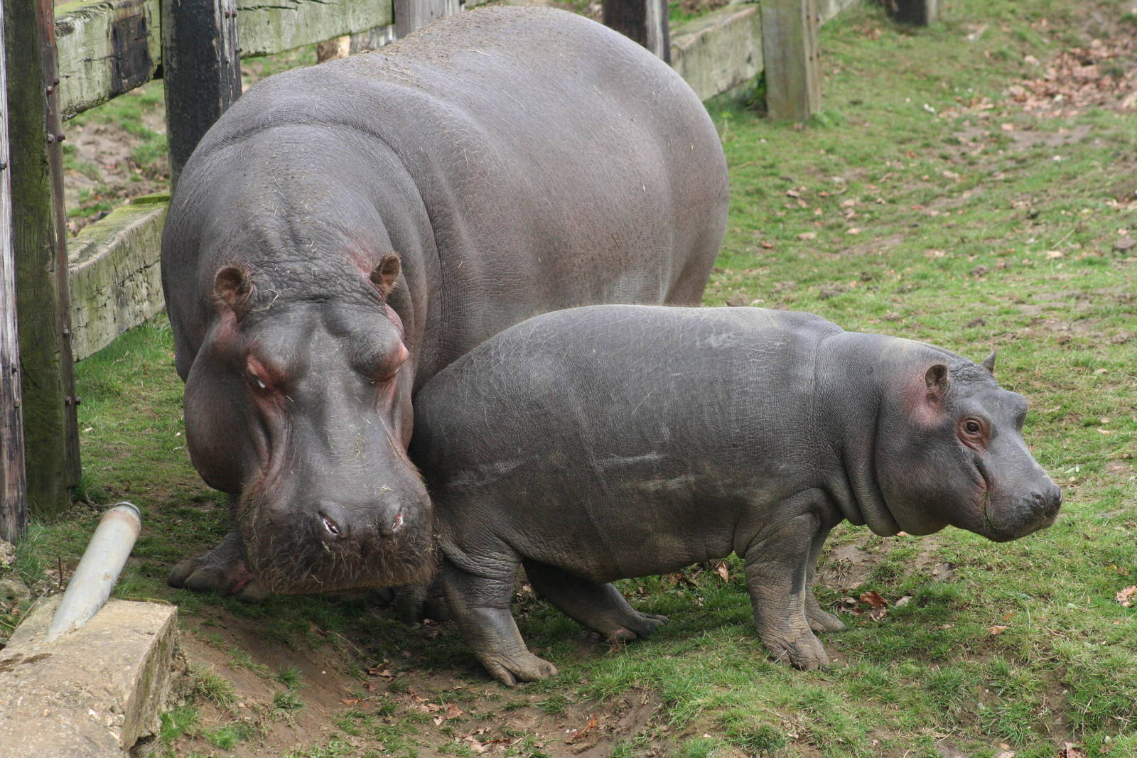 Common Hippo and calf @ Whipsnade 22.10.2014