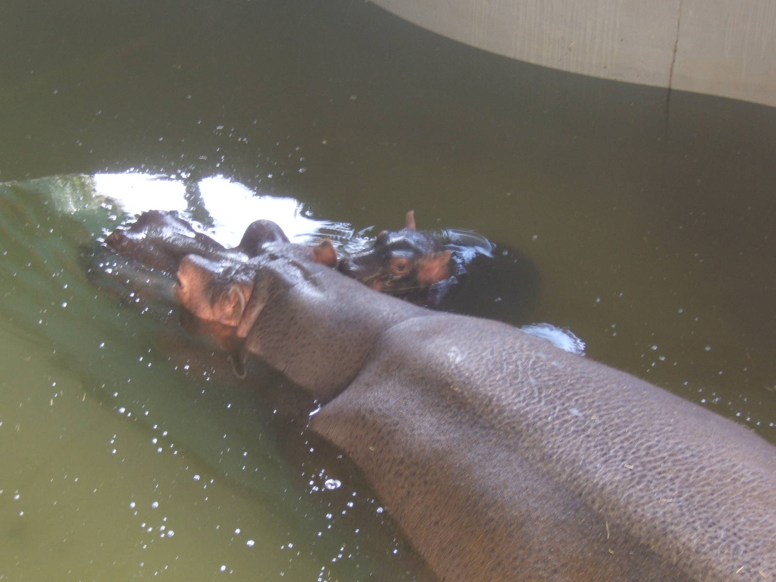 Common Hippo and calf