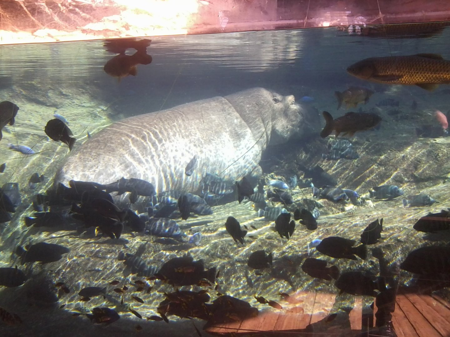 Common hippo and chichilds