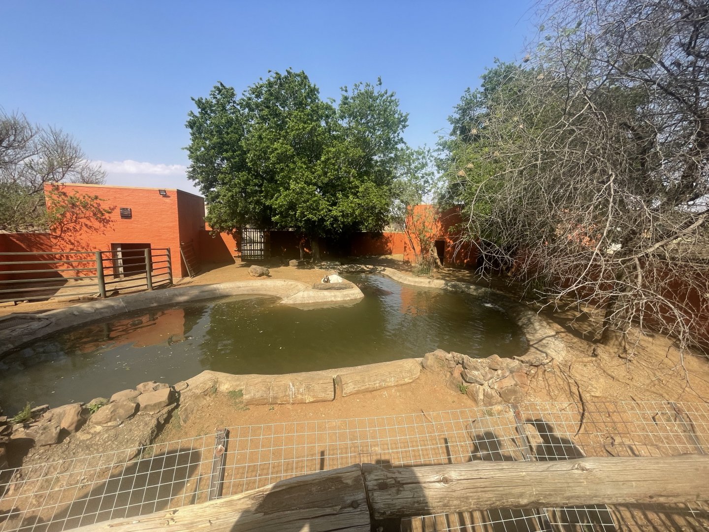 Common Hippo and Goat Enclosure (Hippopotamus amphibius, Capra aegagrus hircus)