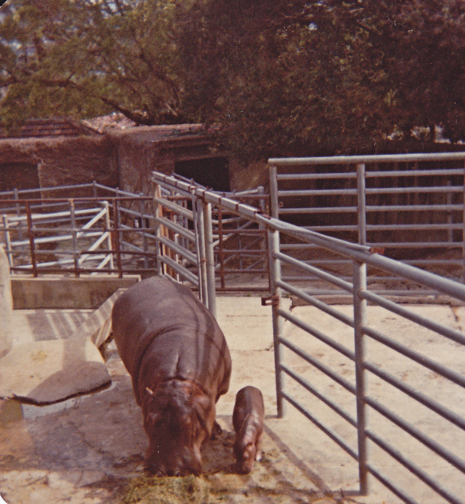Common Hippo and newborn