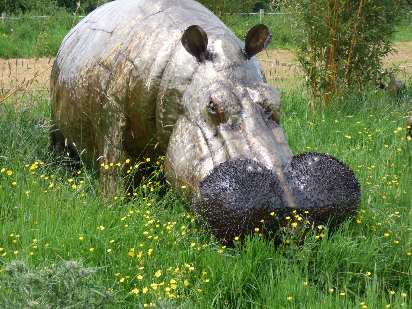 Common Hippo at British Iron Works Centre