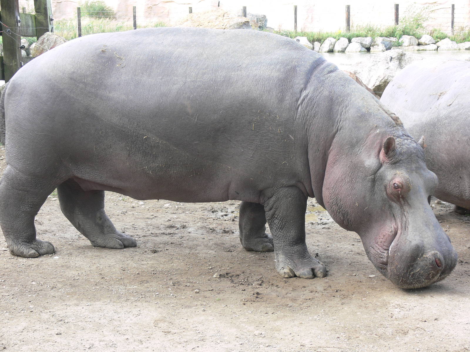 Common Hippo at Flamingo Land, 21/09/13