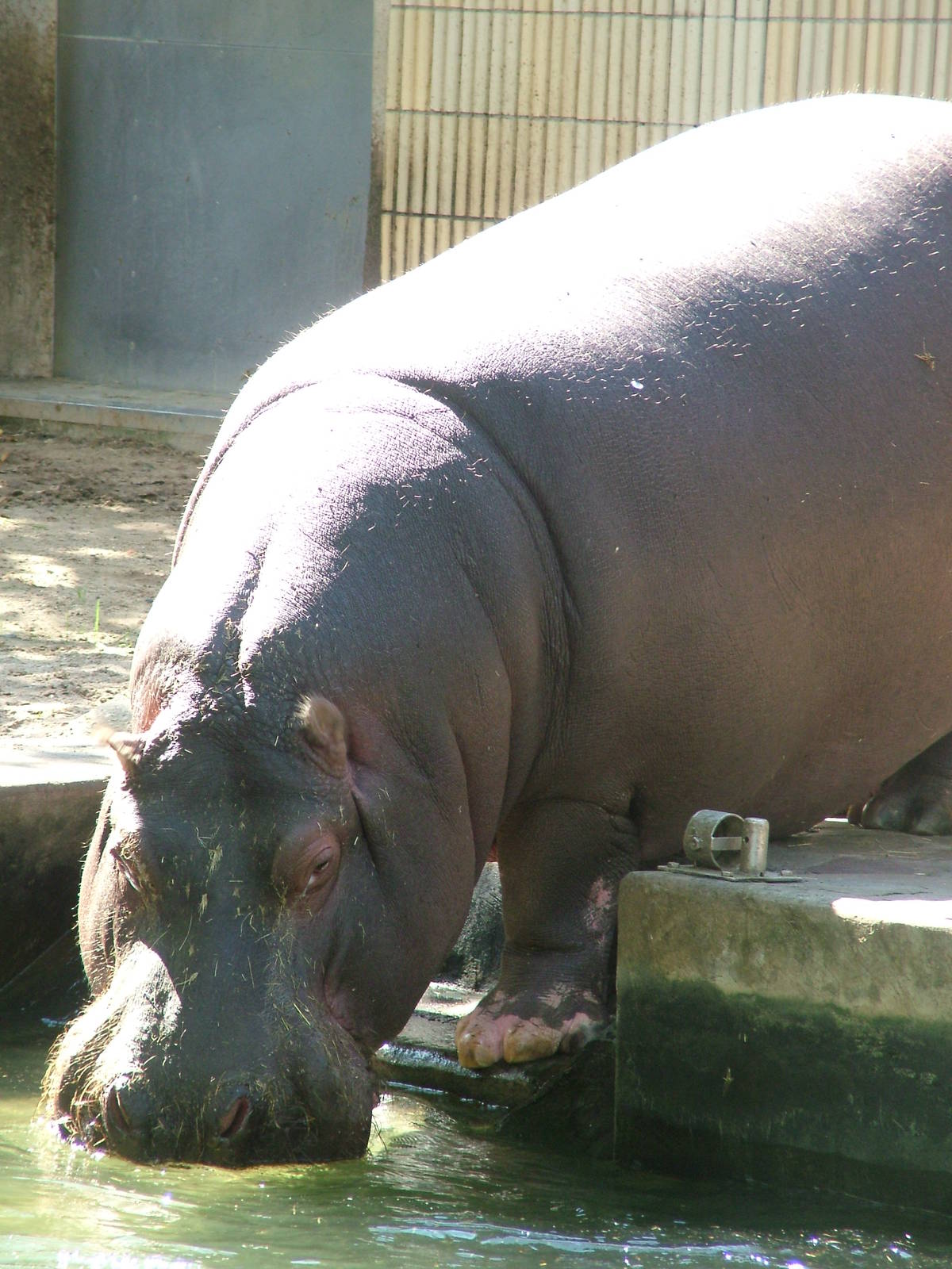Common Hippo at Frankfurt 31/08/10
