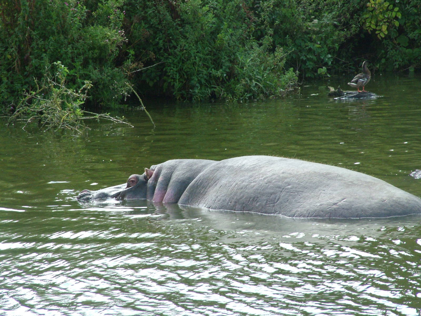 Common Hippo at Longleat August 2008
