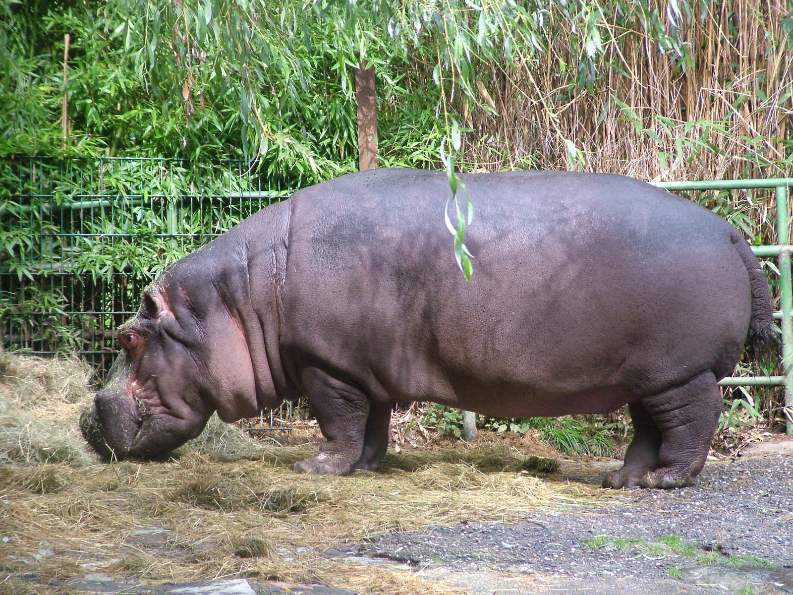 Common Hippo at Opel-Zoo Kronberg, 30/08/10
