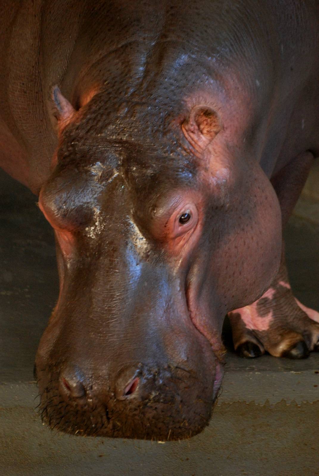 Common Hippo at Whipsnade, 07/12/12