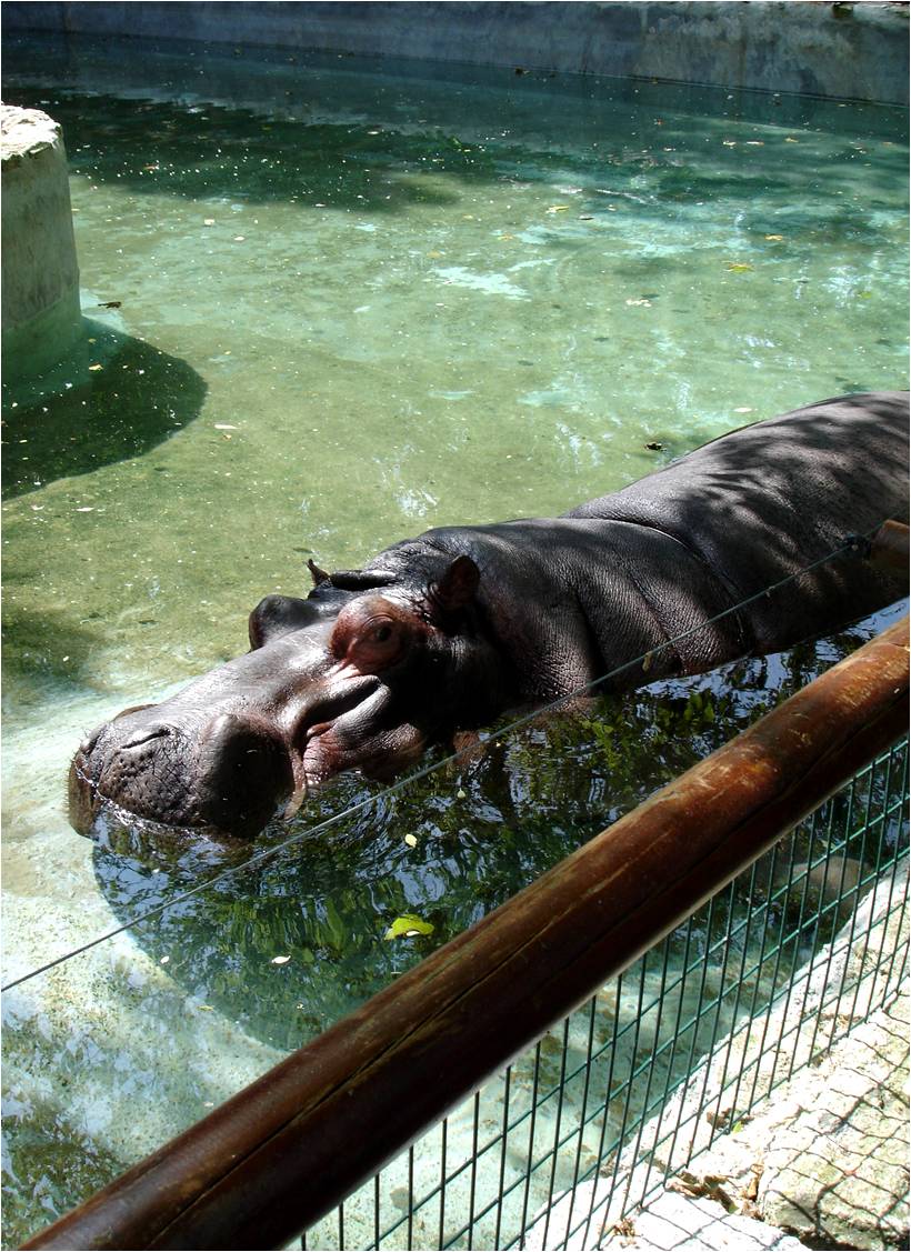 Common Hippo at Zoo da Maia, 27/04/08