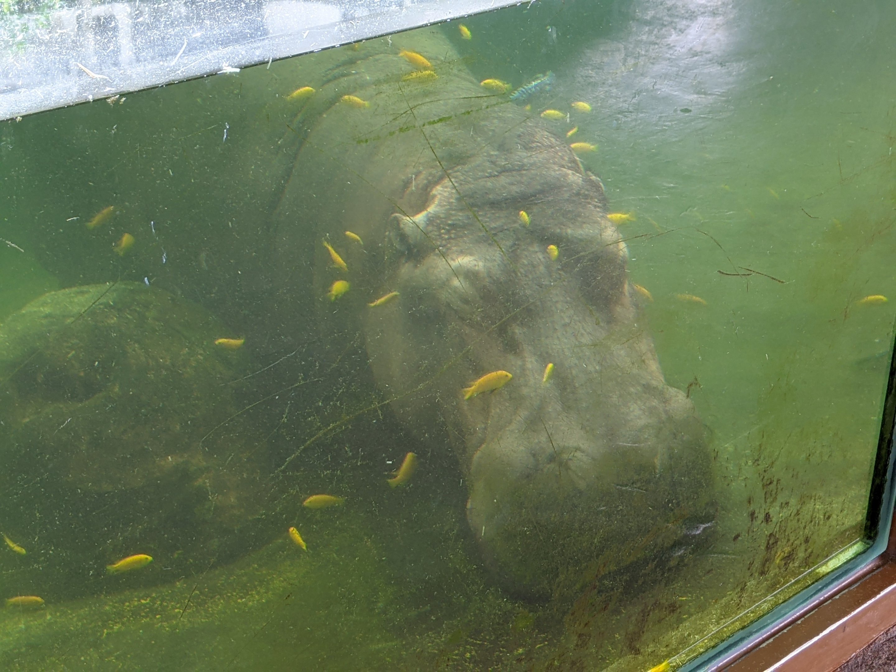 Common Hippo being fish-cleaned