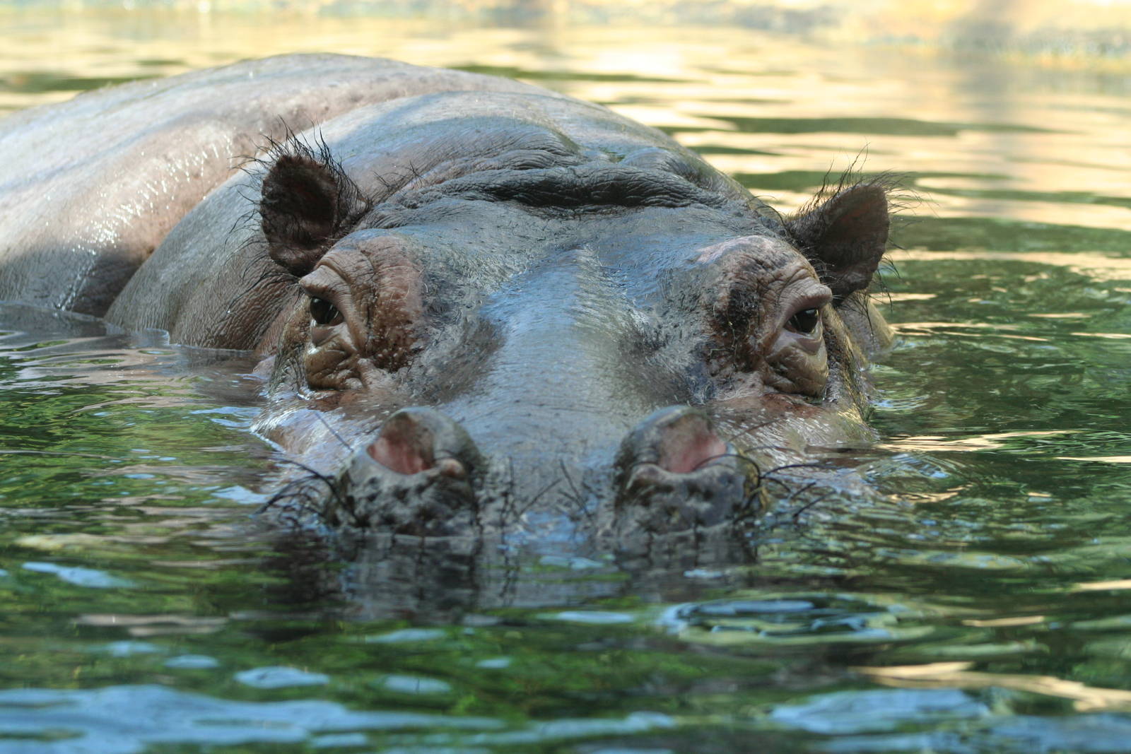 Common Hippo @ Berlin Zoo  05.09.07
