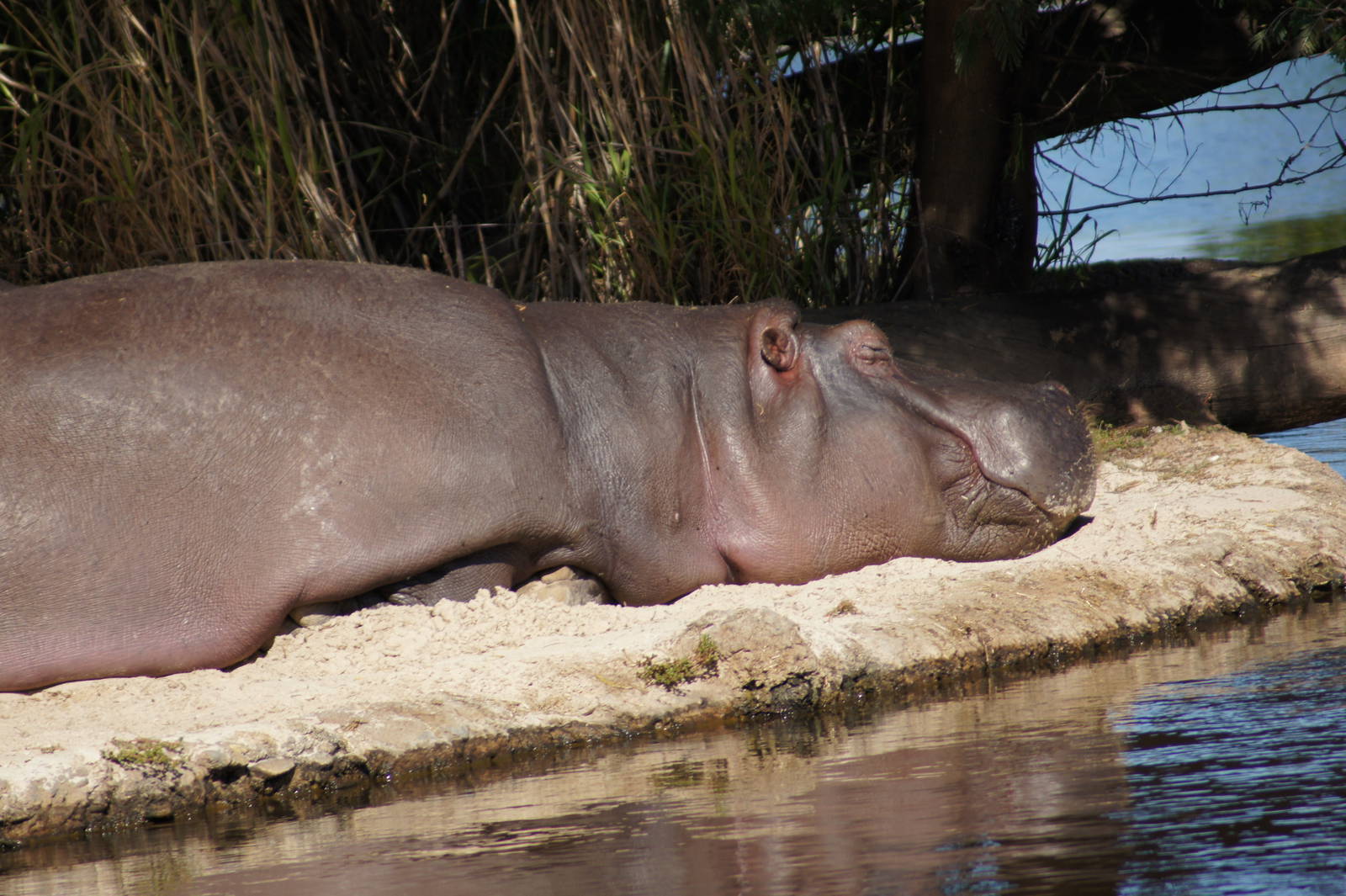Common Hippo Brindabella