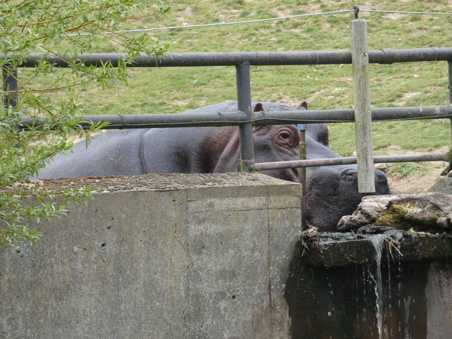 Common hippo bull 'Hoover'