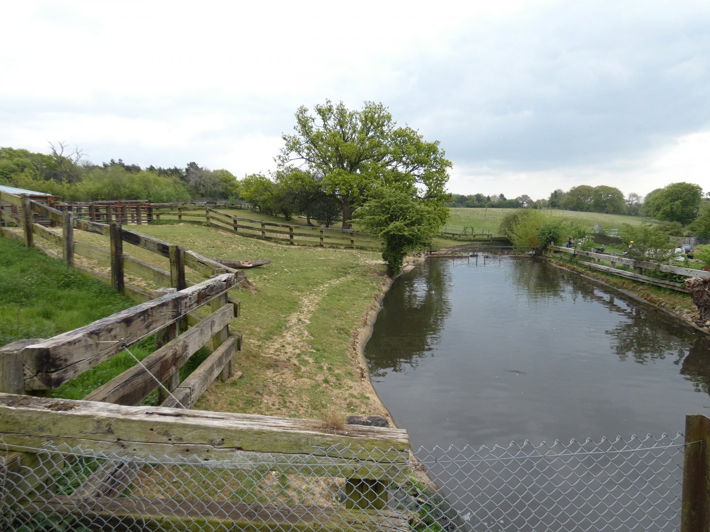 Common hippo bull paddock