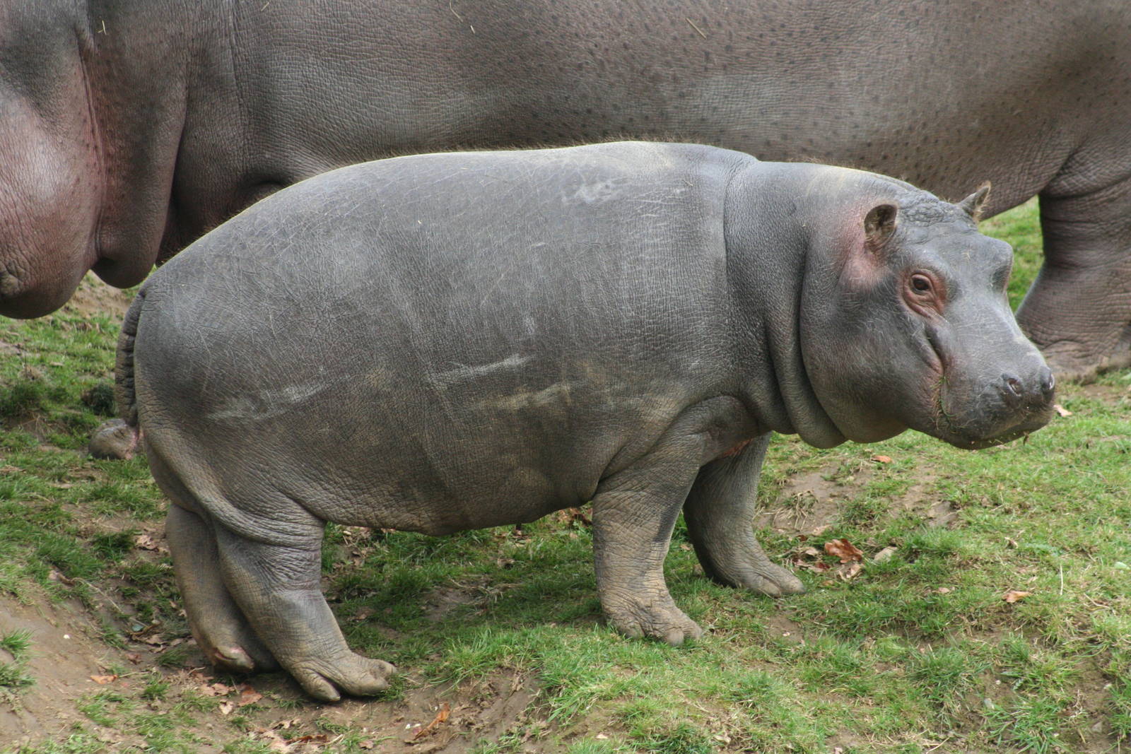 Common Hippo calf @ Whipsnade 22.10.2014