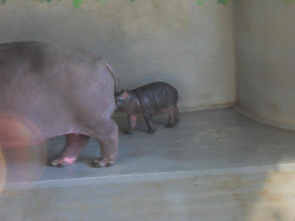 Common Hippo Calf