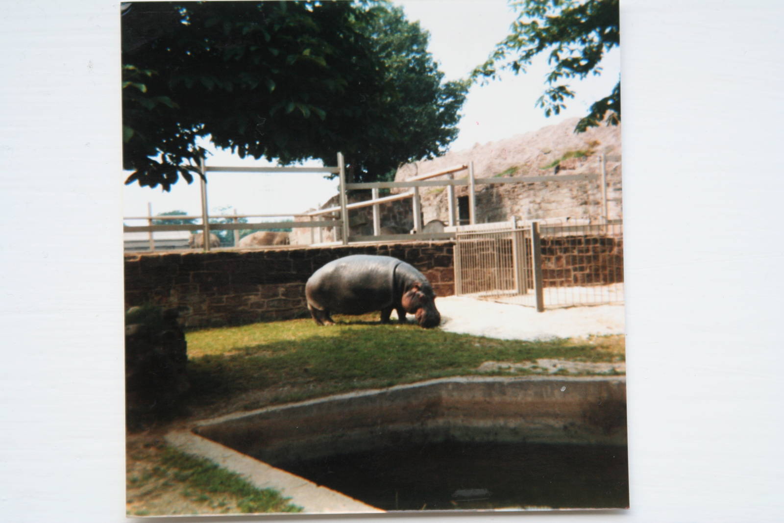 Common Hippo @ Chester Zoo; 1.07.86