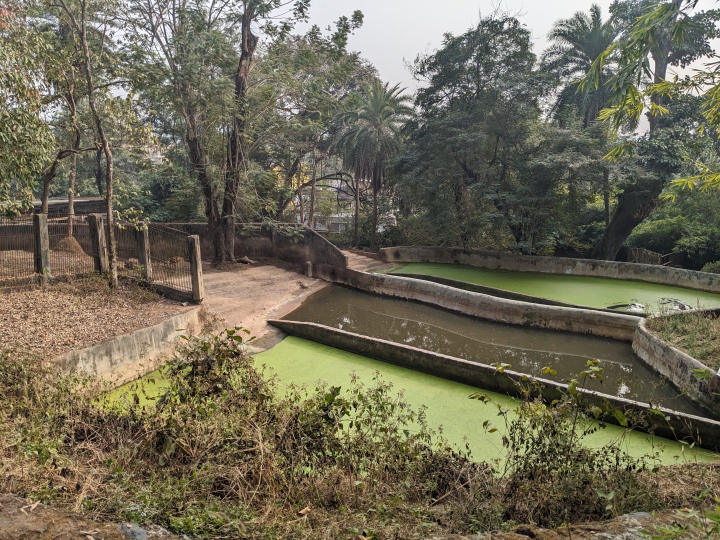 Common hippo complex