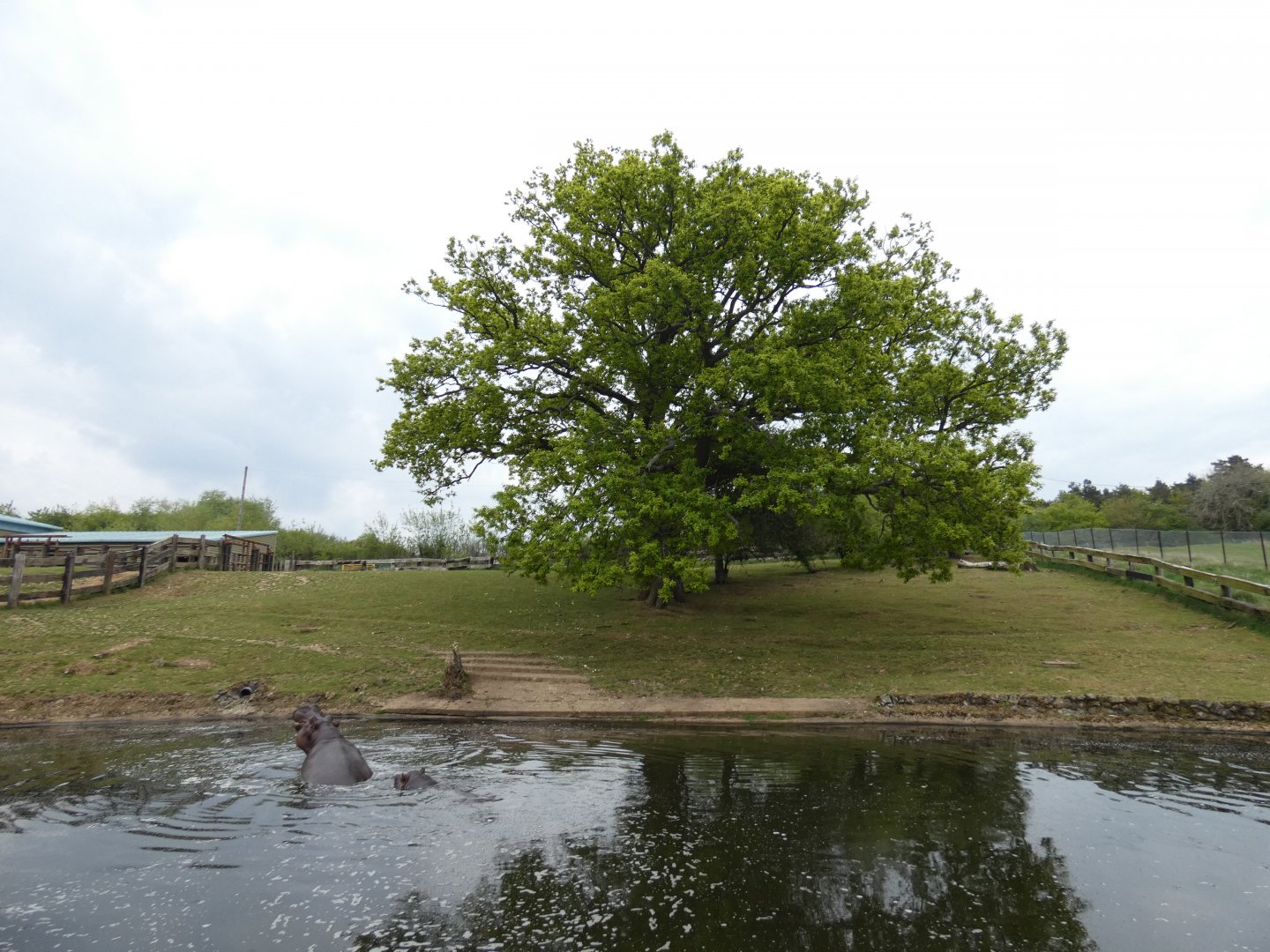 Common hippo cow paddock